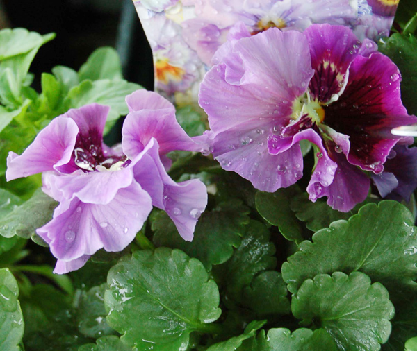 今月のイチオシのお花を見る