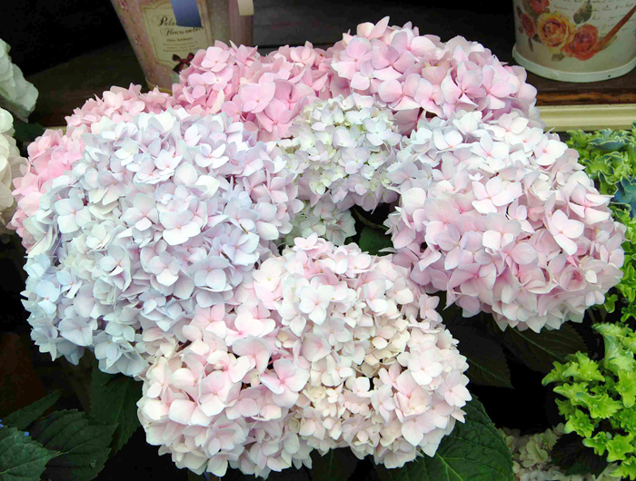 今月のイチオシのお花を見る