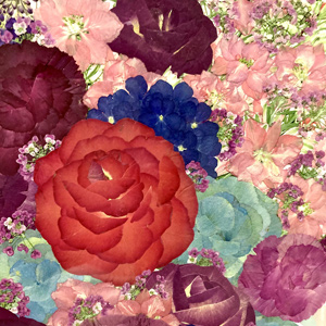 押し花を楽しむ