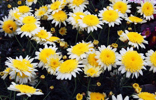 �}�[�K���b�g�E�\���~�I