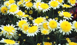 �}�[�K���b�g�E�\���~�I