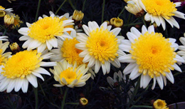 �}�[�K���b�g�E�\���~�I