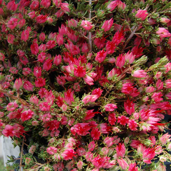 ダーウィニア・タクシフォリア Darwinia taxifolia フトモモ科