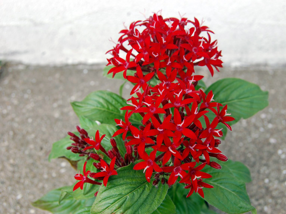 今月いちおしのお花 グリーンショップ ペオニア あいあいパーク ガーデニング 園芸の街 宝塚の情報発信ステーション