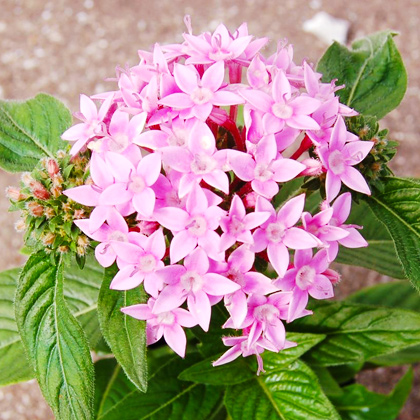 今月いちおしのお花 グリーンショップ ペオニア | あいあい