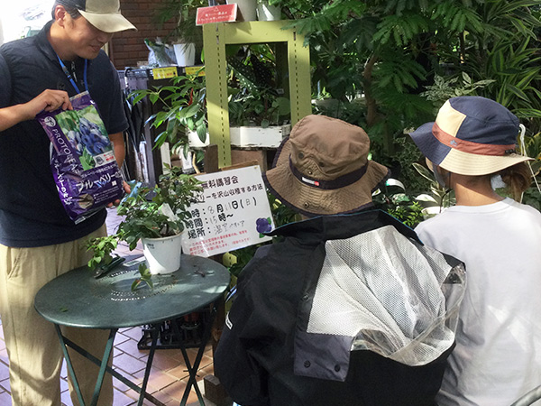ブルーベリーを沢山収穫する方法