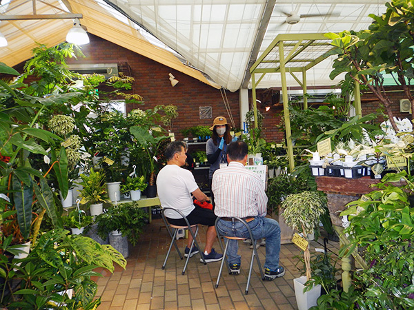 室内植物の育て方