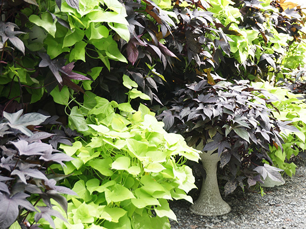 日陰で楽しめる植物たち