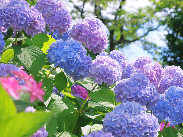 アジサイの土