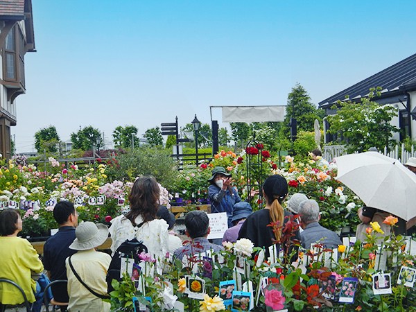 つるバラの仕立て方