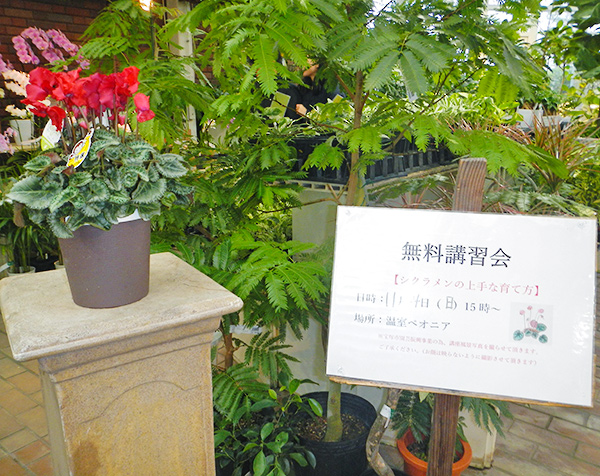 シクラメンの上手な育て方