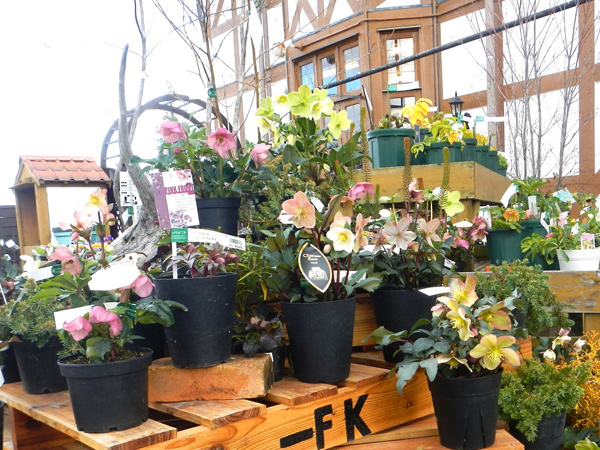 クリスマスローズの育て方