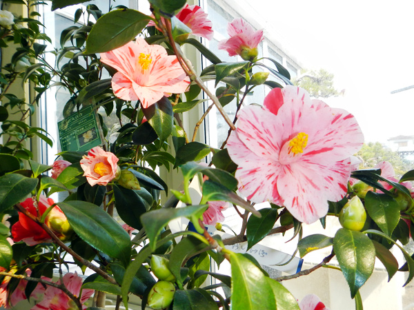 病害虫の予防と対策