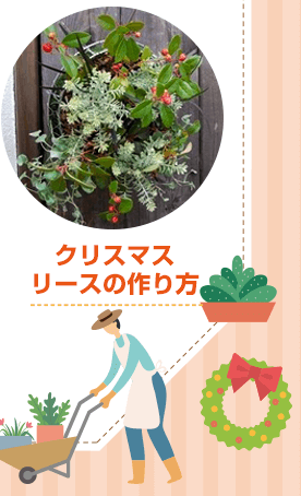 クリスマス寄せ植えコース