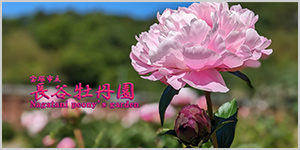 長谷牡丹園