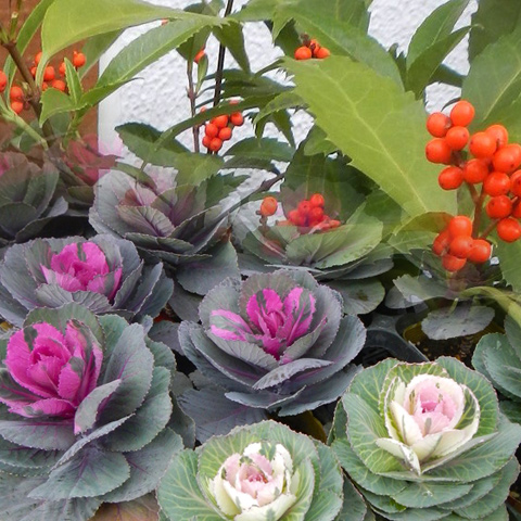 迎春フェア（ペオニア）