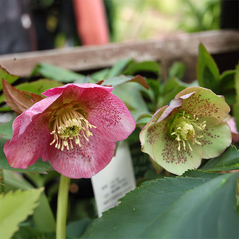 クリスマスローズフェア