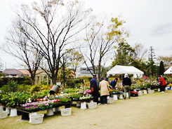 第134回　宝塚植木まつり