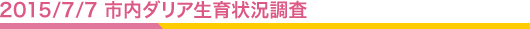2015/7/7 市内ダリア生育状況調査