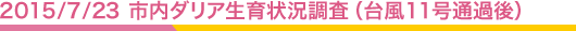 2015/7/23 市内ダリア生育状況調査(台風11号通過後)