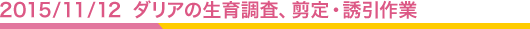 2015/11/12 ダリアの生育調査、剪定・誘引作業