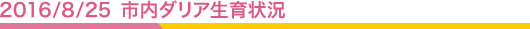 2016/08/25 市内ダリア生育状況