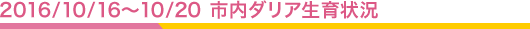2016/10/16-20 市内ダリア生育状況