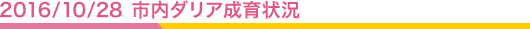 2016/9/6 市内ダリア切り戻し・除草・補植