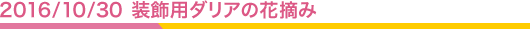 2016.10.30 装飾用ダリアの花摘み