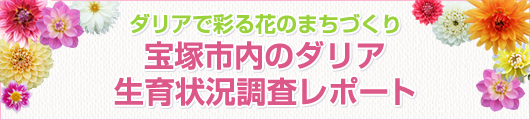 宝塚市内のダリア生育状況調査レポート