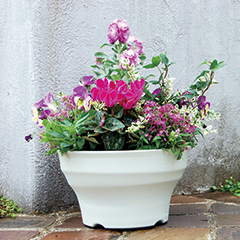 デラックスコース