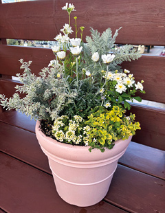 デラックスコース